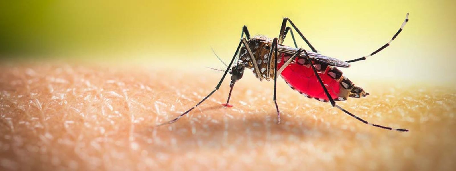Dengue on the rise; 24 risk zones islandwide